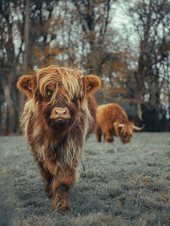 Highland Cattle in einem Feld in Schottland