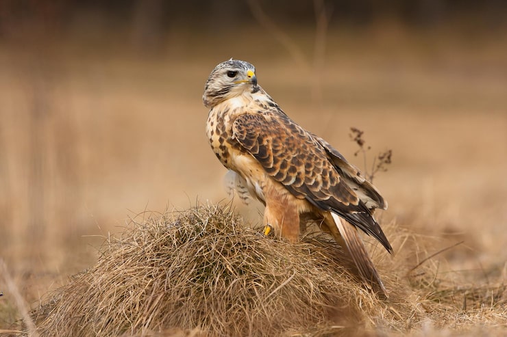 Nahaufnahme eines Redshouldered Hawk, der auf dem getrockneten Gras in einem Feld thront