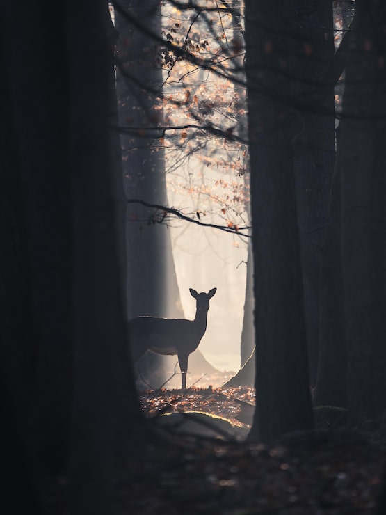 Vertikale Aufnahme eines Hirsches im Wald